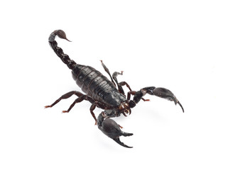 Scorpion isolated on white background