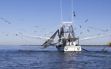 Shrimp boat Shrimping with dolphin