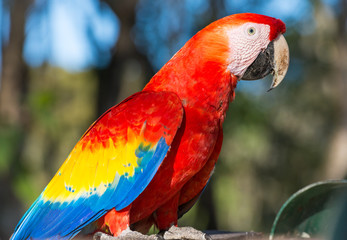 Red macaw parrot close-up in Honduras