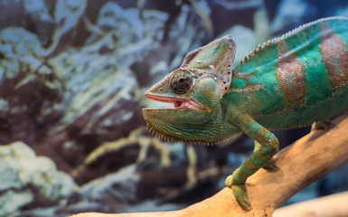 Chameleon In Captivity on a Branch Staring