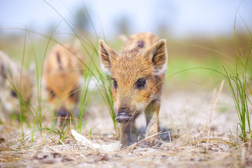 Wild piglets © Andrey Bandurenko