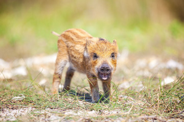 Wild piglet © Andrey Bandurenko