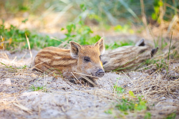 Wild piglets resting in shade on hot summer day