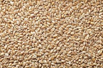unpolished wheat