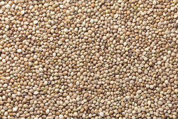 hemp seed