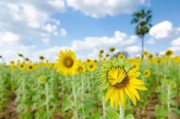 Fototapeta premium Sunflower field background .