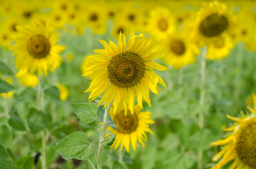 Fototapeta premium Sunflower field background .