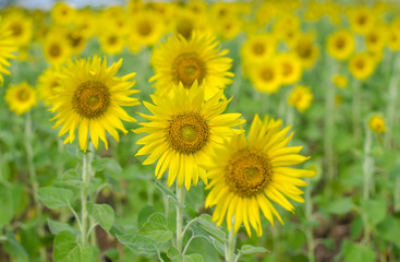 Sunflower  field background .