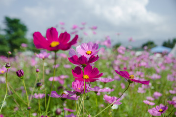 cosmos flower in the garden.