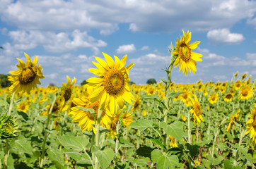 Sunflower  field background .