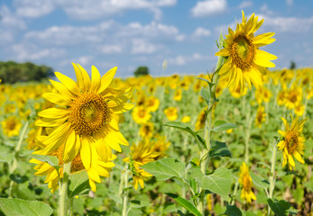 Sunflower  field background .