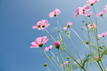 cosmos flower in the garden.