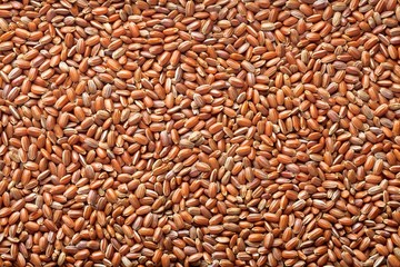 red rice