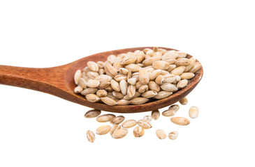 Pearl barley grains isolated
