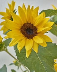vibrant yellow sunflower close-up on white wall background