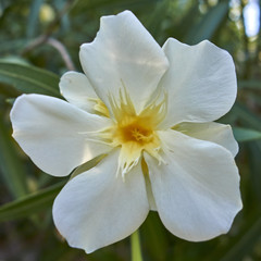 Obraz na płótnie Canvas one white oleander flower close-up in the garden