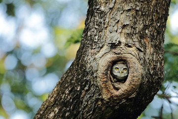 Obraz premium Owl hiding in the tree