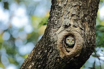 Cercles muraux Hibou Hibou se cachant dans l& 39 arbre