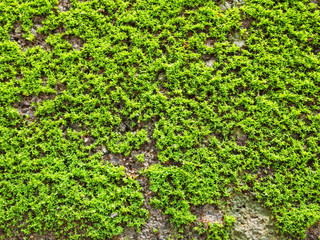 Green moss on the wall after the rain