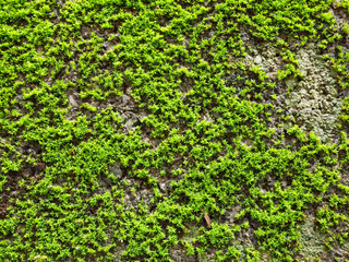 Fresh moss after the rain in small garden.