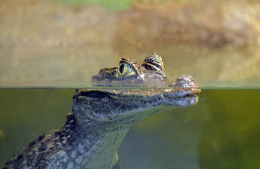 Крокодиловый кайман