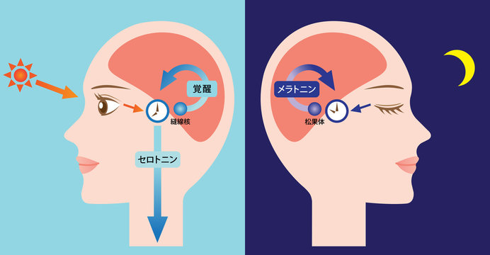 13 Best 松果体 Images Stock Photos Vectors Adobe Stock 13 Best 松果体 Images Stock Photos Vectors Adobe Stock