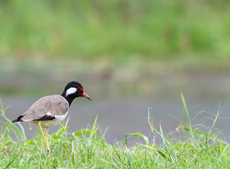 Red-wattled Lapwing, cute bird hunting beside the lake