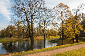 Autumn  landscape with golden trees and falling leaves in St.Petersburg region.