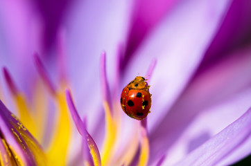 The water lily blooming in nature with a ladybug