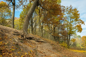 Fototapeta premium Autumn landscape with golden trees and falling leaves in St.Petersburg region.