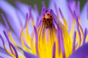 The water lily blooming in nature with a ladybug