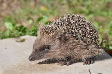 Hedgehog mammal