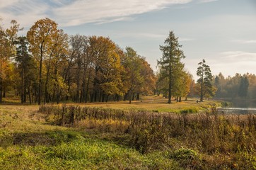Autumn  landscape with golden trees and falling leaves in St.Petersburg region.