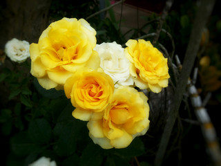 yellow and white roses in the garden 