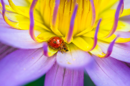 The water lily blooming in nature with a ladybug