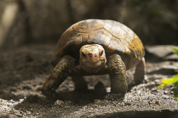 фотография сухопутной черепахи в зоопарке Манилы