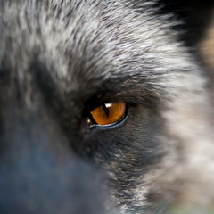 a Close up eyes animal