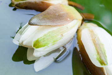 Beautiful water lily in a basin