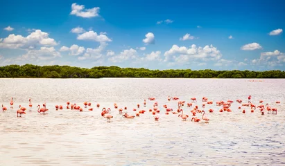 Crédence de cuisine en verre imprimé Flamant Flamants roses dans un lagon Rio Lagartos, Yucatan, Mexique