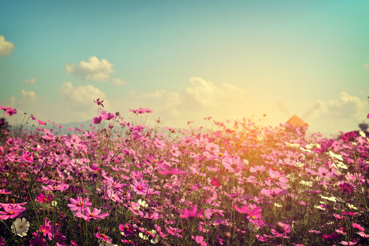 Landscape of cosmos flower field with sunlight. vintage color tone