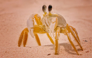 Mr serious Crab