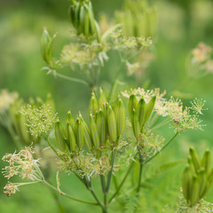 Flower  Myrrhis odorata