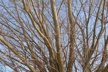 Kopfweide im Winter
