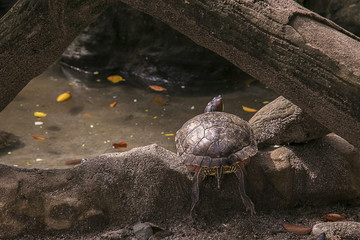 Фотография красноухой черепахи