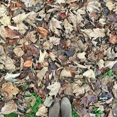 brown leaves