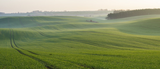 wiosenne fale z młodego zboża  © Mike Mareen