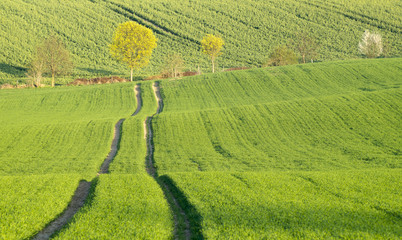 wiosenne fale z młodego zboża  © Mike Mareen