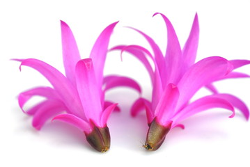 Closeup on backside of pink Rhipsalidopsis cactus flowers