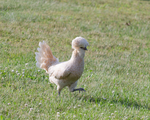 Polish Chicken