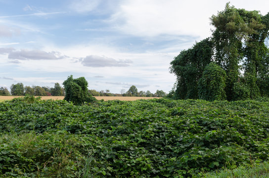 Kudzu